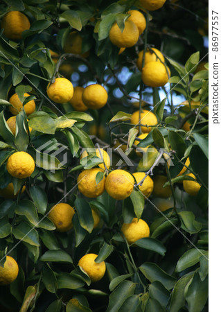 Yuzu, which has grown steadily Yuzu, which has grown steadily 86977557