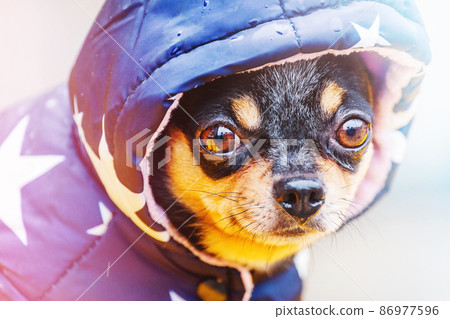 Chihuahua dog in a blue jacket in rainy weather. Pet in clothes. 86977596