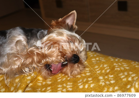Yorkshire Terrier dog lying on yellow soft plaid on couch chewing on his paws 86977609