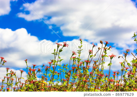 Zinnia elegans red flowers against a blue sky with white clouds view from below. Photo of a blooming meadow at warm spring or summer sunny day. Garden flower bed with blossoming flowers. Blooming land Zinnia elegans red flowers against a blue sky with white clouds view from below. Photo of a blooming meadow at warm spring or summer sunny day. Garden flower bed with blossoming flowers. Blooming land 86977629