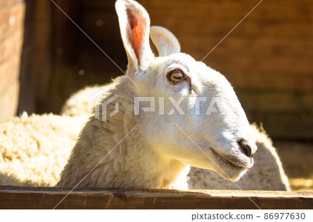 White cute Border Leicester ewe in zoo. Rear breed sheep on farm stall. Funny furry sheep muzzle against wooden background. Animals on farming, agriculture, domestic livestock at sunny day. White cute Border Leicester ewe in zoo. Rear breed sheep on farm stall. Funny furry sheep muzzle against wooden background. Animals on farming, agriculture, domestic livestock at sunny day. 86977630