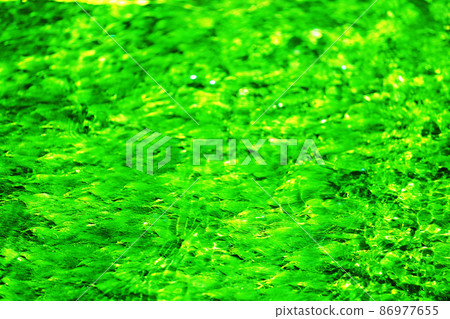 水生植物 86977655