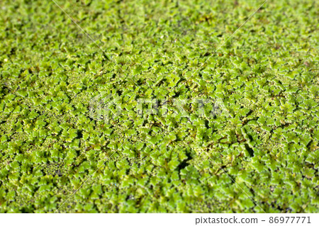 Green mosquito fern or water fern 86977771