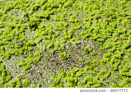 Green mosquito fern or water fern 86977772