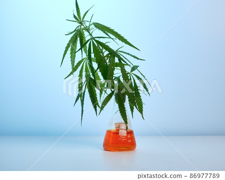 Photo of Cannabis in Orange Chemical Flask Photo of Cannabis in Orange Chemical Flask 86977789