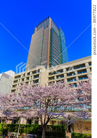 赤坂,港區,東京東京中城和盛開的櫻花 赤坂,港區,東京東京中城和盛開的櫻花 86977822