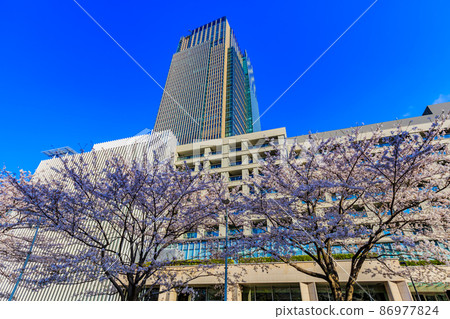 赤坂,港區,東京東京中城和盛開的櫻花 赤坂,港區,東京東京中城和盛開的櫻花 86977824