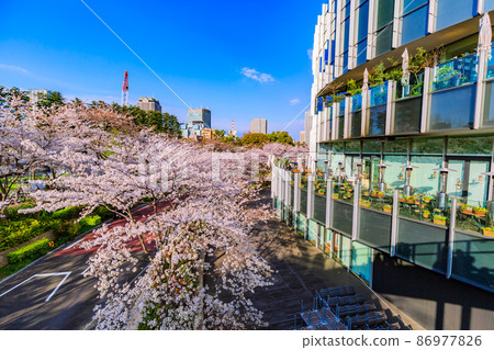 Akasaka, Minato-ku, Tokyo Tokyo Midtown and cherry blossoms in full bloom 86977826