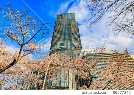 Akasaka, Minato-ku, Tokyo Tokyo Midtown and cherry blossoms in full bloom Akasaka, Minato-ku, Tokyo Tokyo Midtown and cherry blossoms in full bloom 86977843