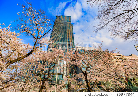 Akasaka, Minato-ku, Tokyo Tokyo Midtown and cherry blossoms in full bloom Akasaka, Minato-ku, Tokyo Tokyo Midtown and cherry blossoms in full bloom 86977844