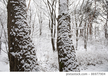 white snow covered pine trees white snow covered pine trees 86977904