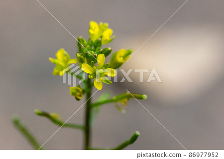 Perennial Rorippa indica that can be seen all year round on roadsides and vacant lots all over Japan Perennial Rorippa indica that can be seen all year round on roadsides and vacant lots all over Japan 86977952