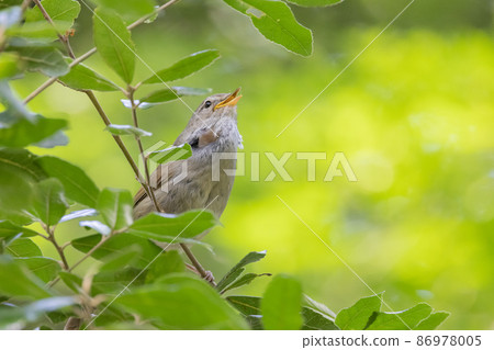 Warbler, a spring warbler that does not show up easily 86978005