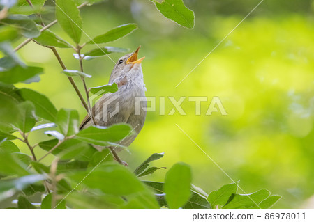 Warbler, a spring warbler that does not show up easily Warbler, a spring warbler that does not show up easily 86978011