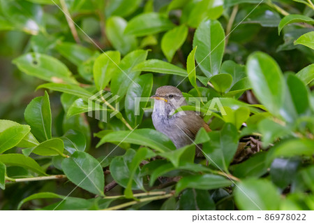 鶯，不易現身的春鶯 86978022