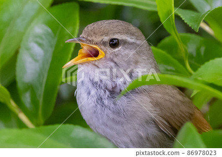 Warbler, a spring warbler that does not show up easily Warbler, a spring warbler that does not show up easily 86978023