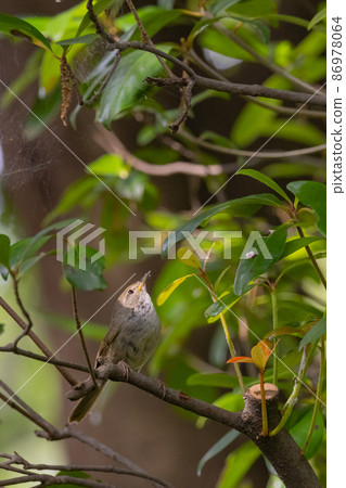 Warbler, a spring warbler that does not show up easily Warbler, a spring warbler that does not show up easily 86978064
