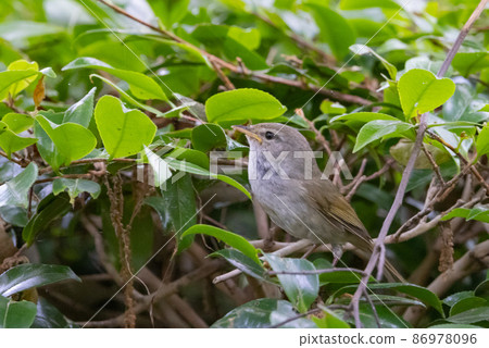 Warbler, a spring warbler that does not show up easily Warbler, a spring warbler that does not show up easily 86978096