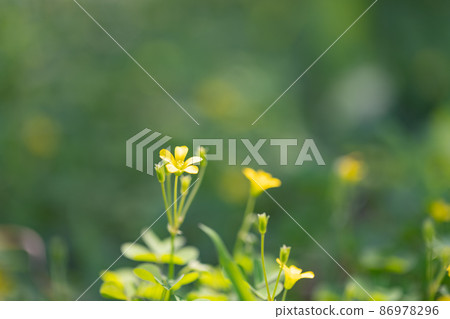 Oxalis mistaken for a lucky four-leaf clover Oxalis mistaken for a lucky four-leaf clover 86978296
