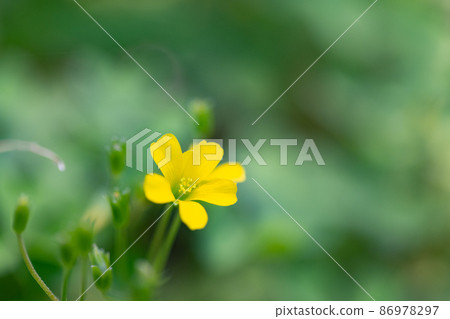 Oxalis mistaken for a lucky four-leaf clover 86978297