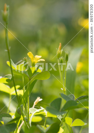 Oxalis 被誤認為是幸運的四葉草 86978300