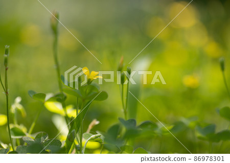 Oxalis 被誤認為是幸運的四葉草 Oxalis 被誤認為是幸運的四葉草 86978301