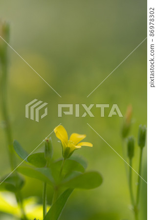 Oxalis 被誤認為是幸運的四葉草 Oxalis 被誤認為是幸運的四葉草 86978302