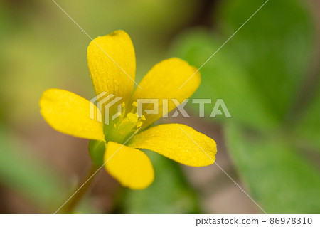 Oxalis mistaken for a lucky four-leaf clover 86978310