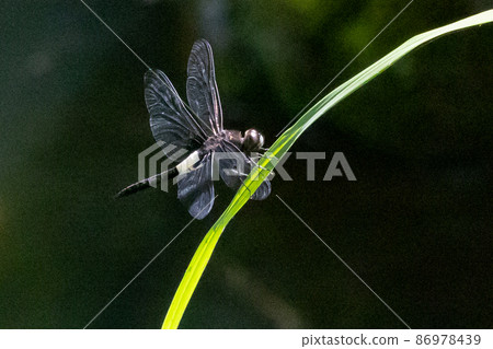 Pseudothemis dragonfly with a white and thick band on black Pseudothemis dragonfly with a white and thick band on black 86978439