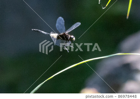 黑底白粗帶的偽蜻蜓 86978448