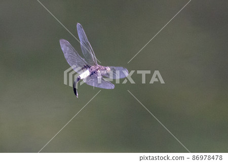 黑底白粗帶的偽蜻蜓 86978478