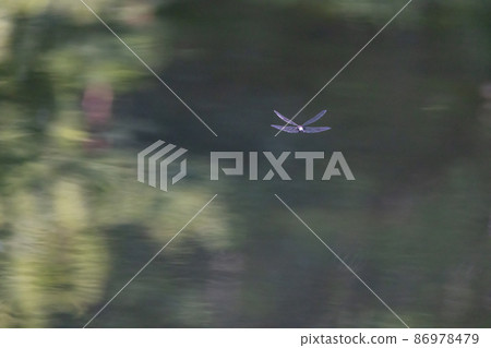 Pseudothemis dragonfly with a white and thick band on black 86978479