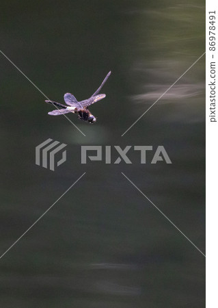 黑底白粗帶的偽蜻蜓 86978491