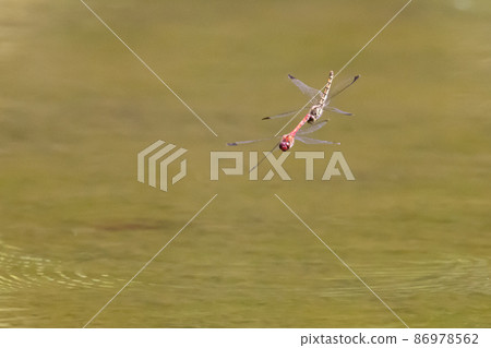 Sympetrum baccha，紅蜻蜓的成員，棲息在從高山到學校游泳池的廣泛地區 86978562