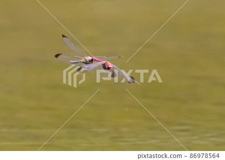 Sympetrum baccha, a member of the red dragonfly that inhabits a wide range of areas from alpine to school pools 86978564