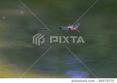 Sympetrum baccha, a member of the red dragonfly that inhabits a wide range of areas from alpine to school pools 86978570