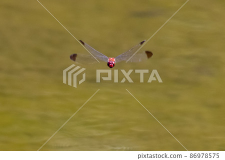 Sympetrum baccha，紅蜻蜓的成員，棲息在從高山到學校游泳池的廣泛地區 86978575