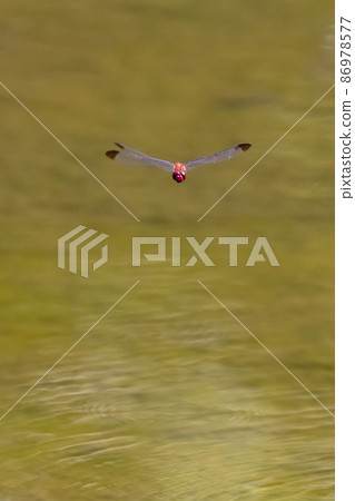 Sympetrum baccha, a member of the red dragonfly that inhabits a wide range of areas from alpine to school pools Sympetrum baccha, a member of the red dragonfly that inhabits a wide range of areas from alpine to school pools 86978577
