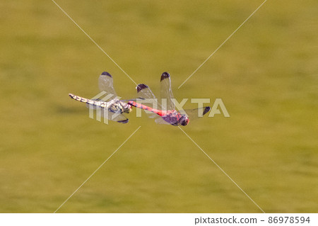 Sympetrum baccha, a member of the red dragonfly that inhabits a wide range of areas from alpine to school pools 86978594