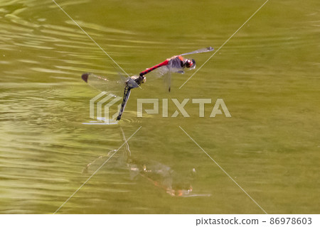 Sympetrum baccha, a member of the red dragonfly that inhabits a wide range of areas from alpine to school pools 86978603