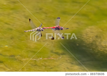 Sympetrum baccha, a member of the red dragonfly that inhabits a wide range of areas from alpine to school pools Sympetrum baccha, a member of the red dragonfly that inhabits a wide range of areas from alpine to school pools 86978606