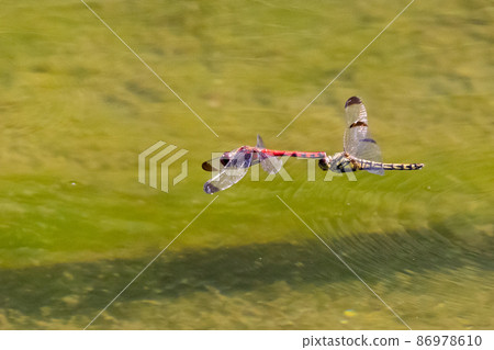 Sympetrum baccha, a member of the red dragonfly that inhabits a wide range of areas from alpine to school pools 86978610