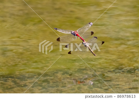 Sympetrum baccha, a member of the red dragonfly that inhabits a wide range of areas from alpine to school pools 86978613