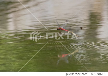 Sympetrum baccha, a member of the red dragonfly that inhabits a wide range of areas from alpine to school pools 86978616