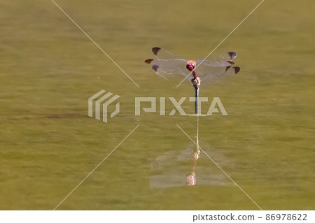 Sympetrum baccha, a member of the red dragonfly that inhabits a wide range of areas from alpine to school pools 86978622