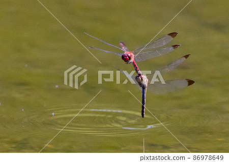 Sympetrum baccha, a member of the red dragonfly that inhabits a wide range of areas from alpine to school pools Sympetrum baccha, a member of the red dragonfly that inhabits a wide range of areas from alpine to school pools 86978649