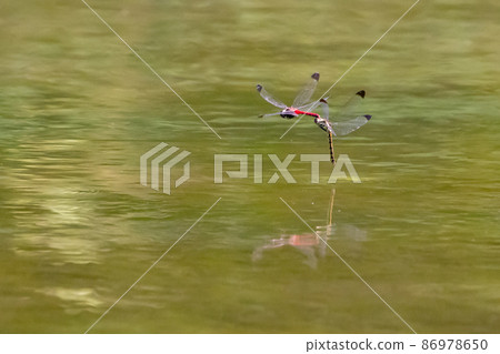 Sympetrum baccha, a member of the red dragonfly that inhabits a wide range of areas from alpine to school pools 86978650