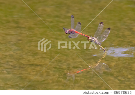 Sympetrum baccha，紅蜻蜓的成員，棲息在從高山到學校游泳池的廣泛地區 86978655