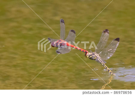 Sympetrum baccha, a member of the red dragonfly that inhabits a wide range of areas from alpine to school pools Sympetrum baccha, a member of the red dragonfly that inhabits a wide range of areas from alpine to school pools 86978656