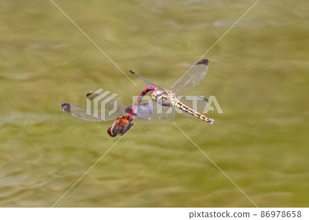 Sympetrum baccha, a member of the red dragonfly that inhabits a wide range of areas from alpine to school pools 86978658